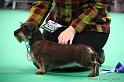 Crufts2011_2 1636